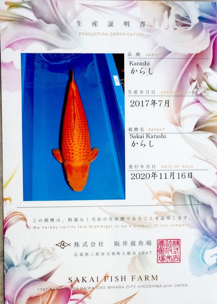 sakai karashi mango