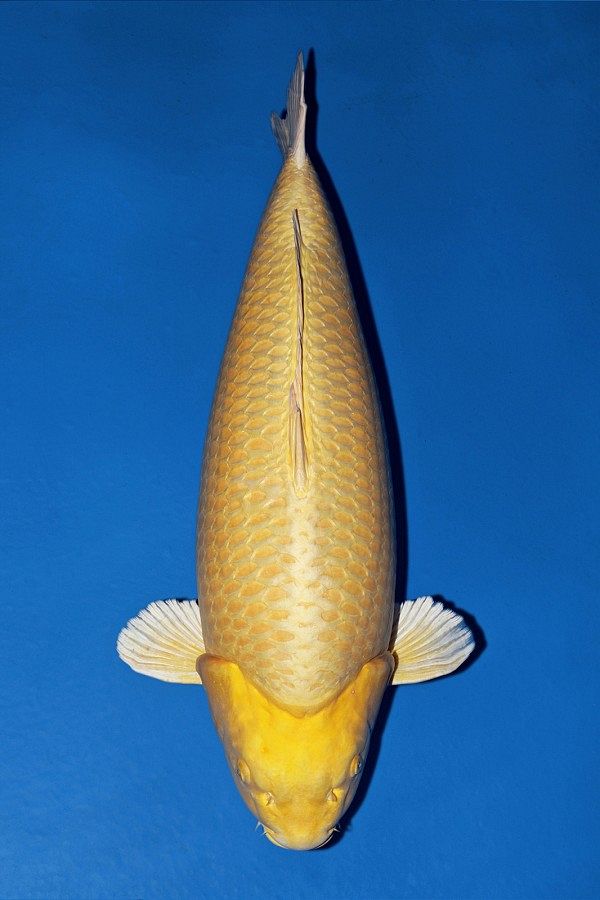 ogon van momotaro