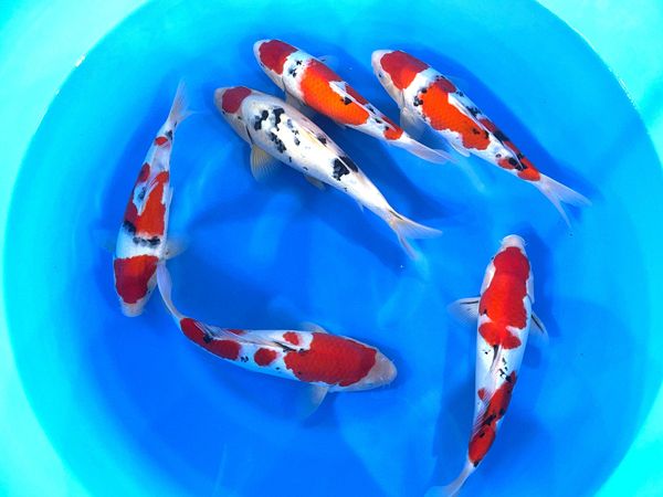 sakai co koi