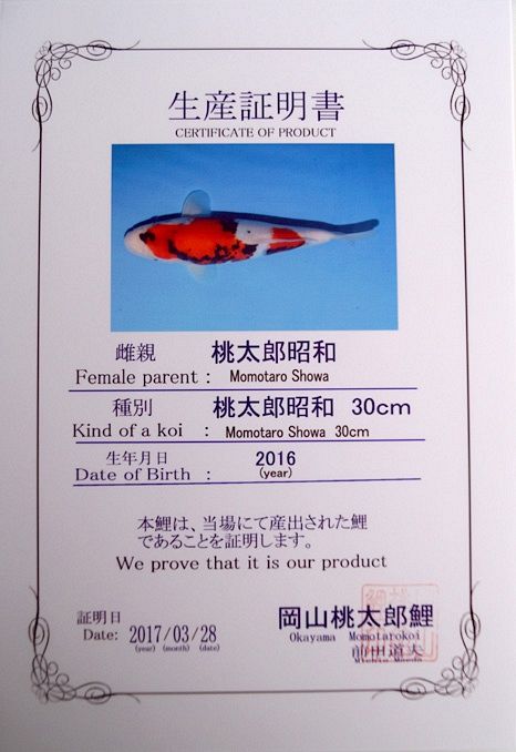 showa certificaat van momotaro