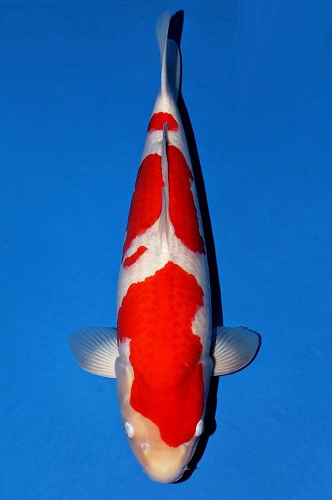 kohaku van Momotaro