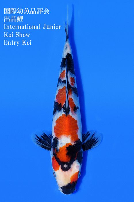 Showa van Kibi