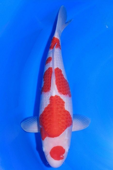 maruten kohaku van momotaro