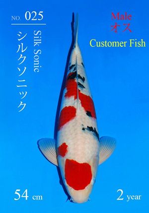 kindai showa