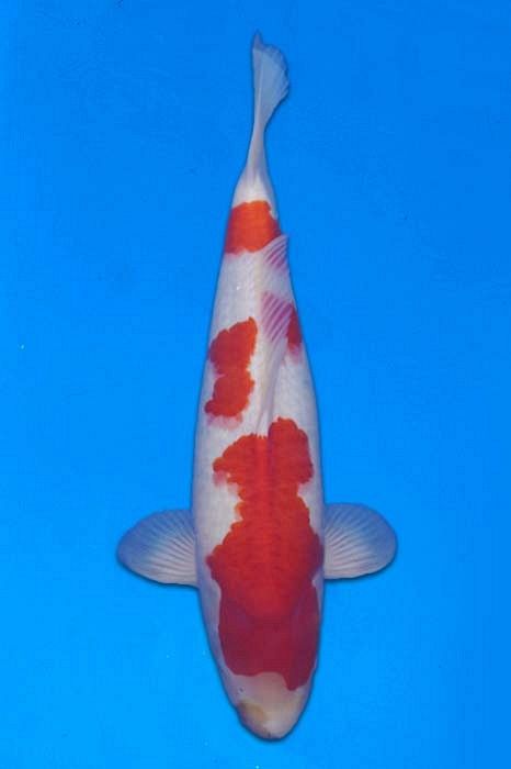 kohaku kleurverlies