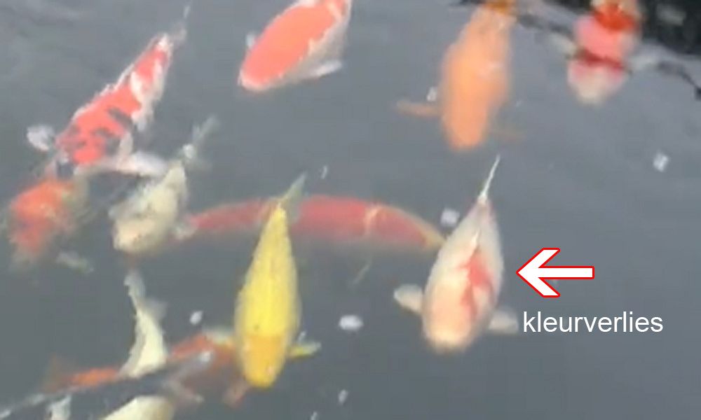kleurverlies