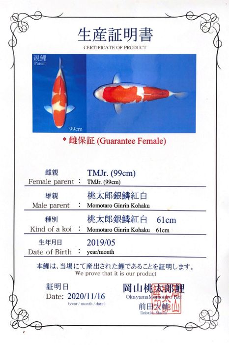 ginrin kohaku van momotaro