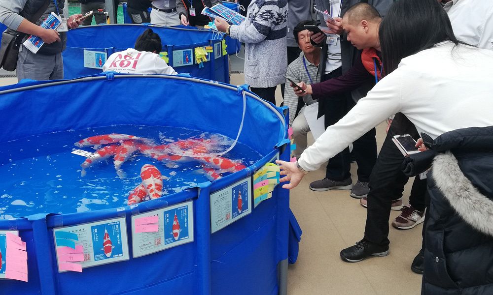 narita jumbo tosai event