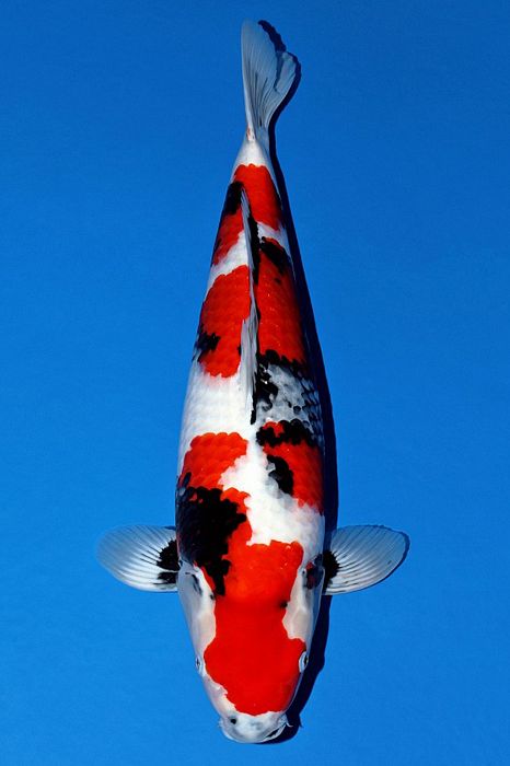 showa van Momotaro