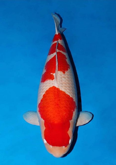AJKS kohaku GC