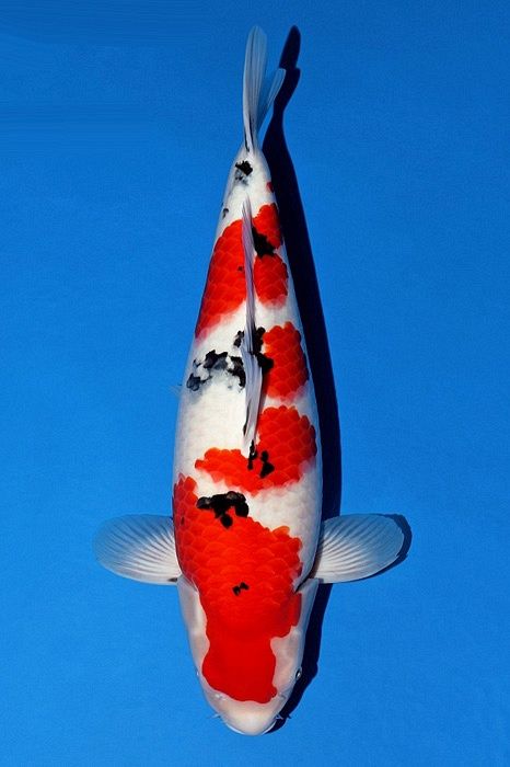 sanke momotaro