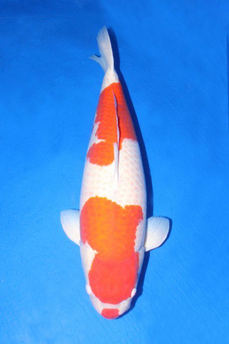 Matsu