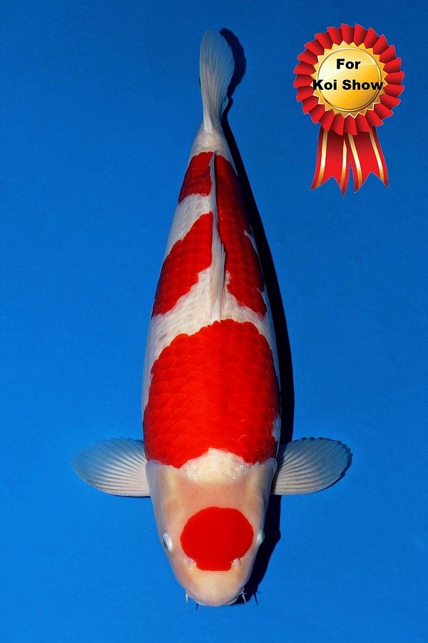 duurste mannelijke koi van momotaro