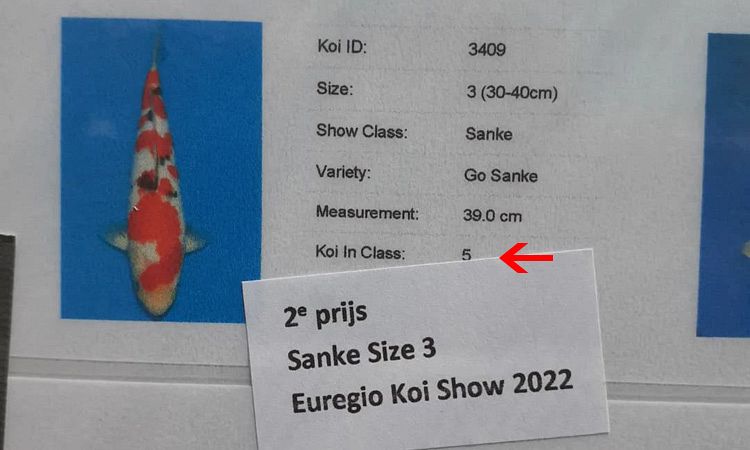 euregioi koishow uitslag