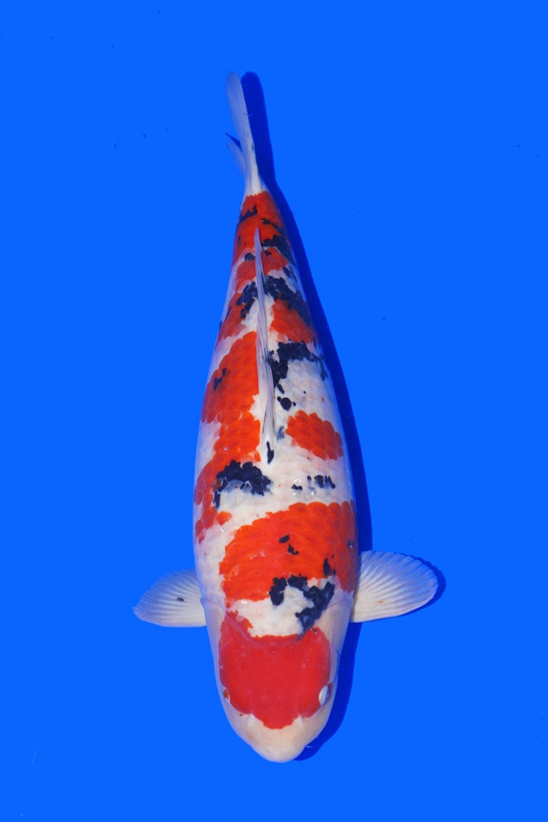 sanke van sakai Co