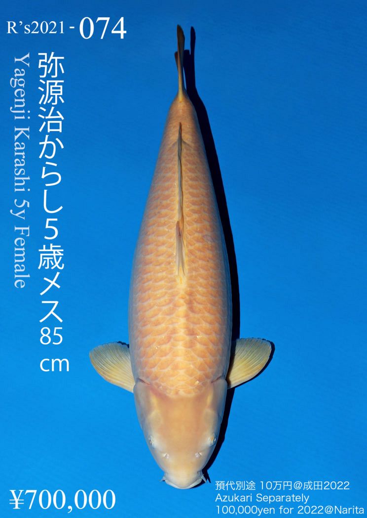 karashigoi van yagenji