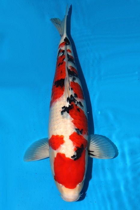 sanke van takigawa