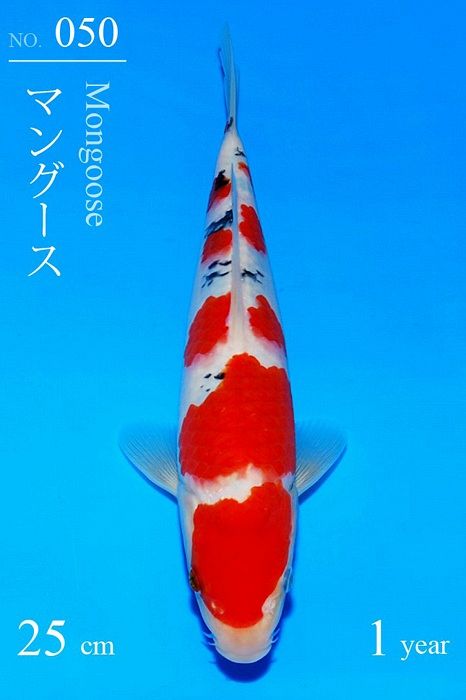 sanke van sakai
