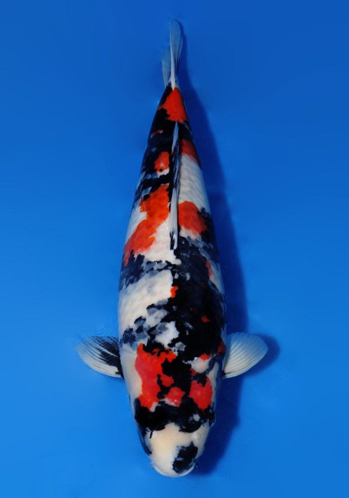showa van dainichi