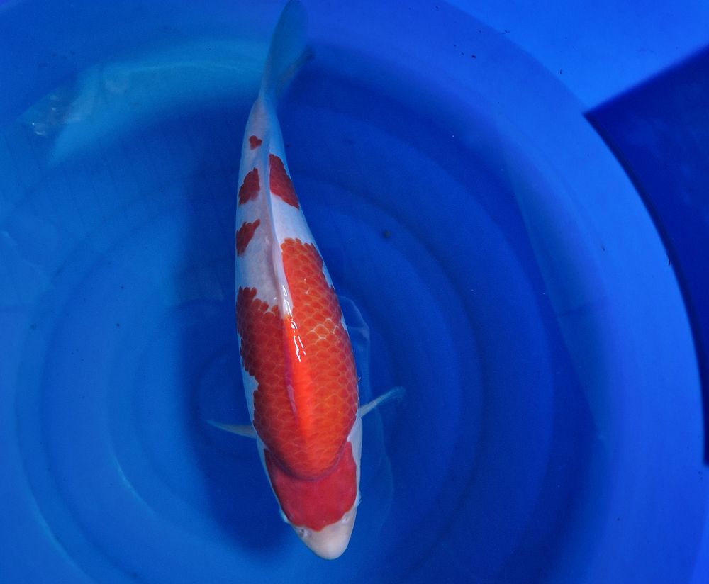 kohaku van momotaro