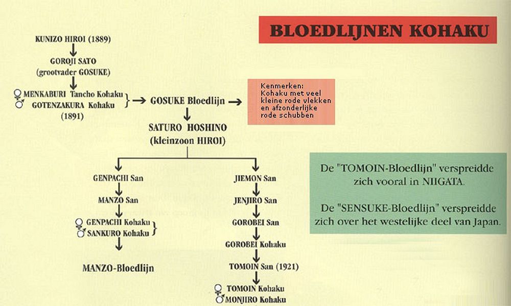 tomoin bloedlijn