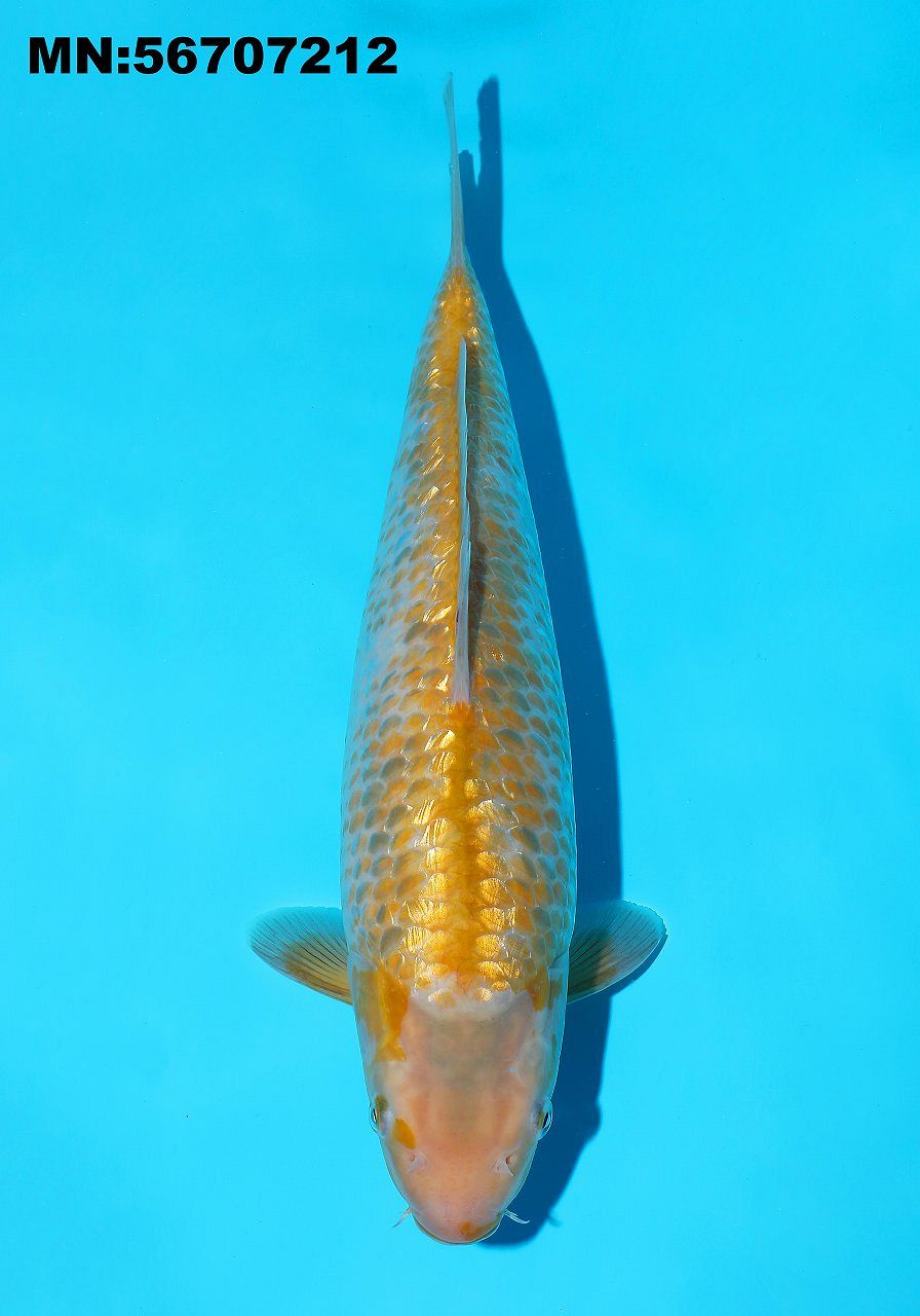 golden corn