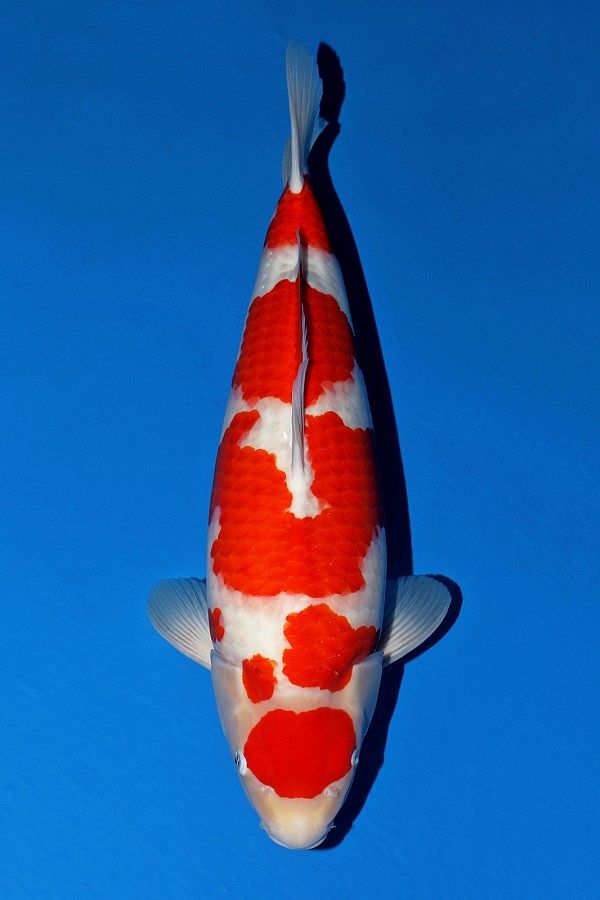 kohaku van momotaro