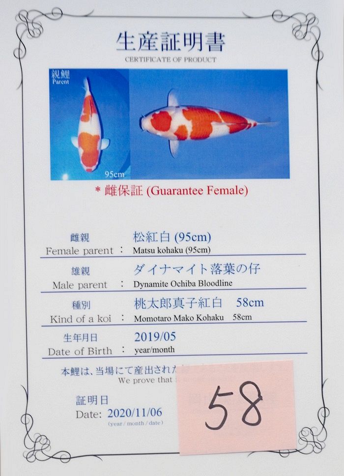 kohaku van momotaro
