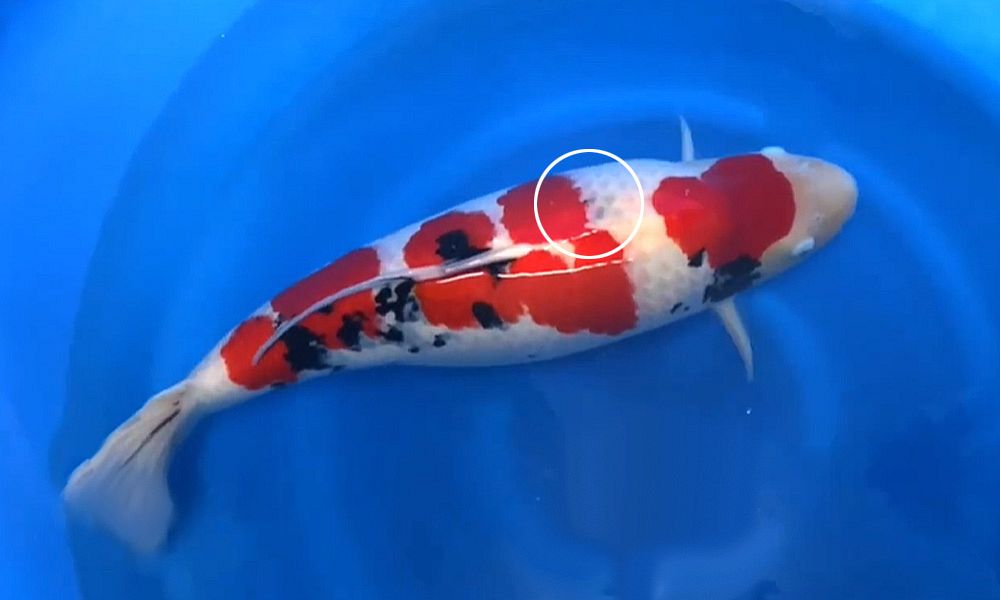 sumi 