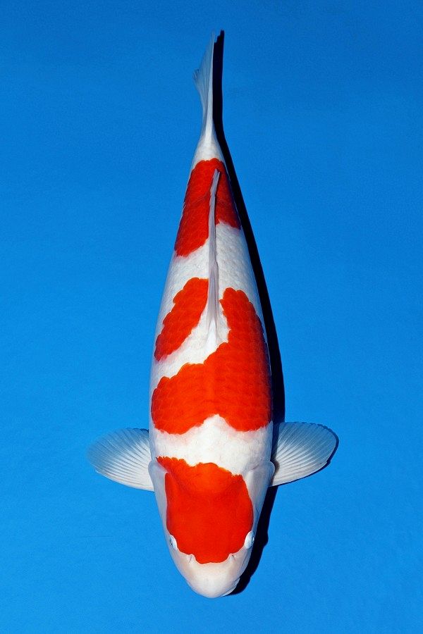 kohaku van Momotaro