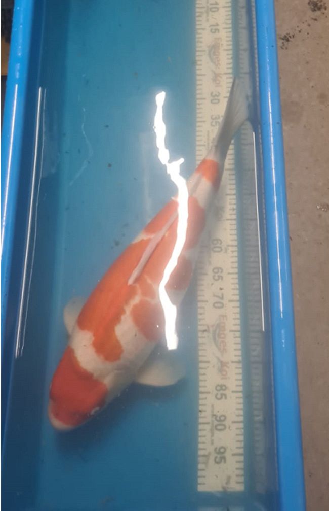 kohaku van momotaro