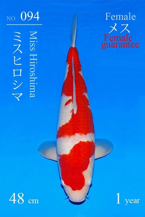 kohaku van Sakai
