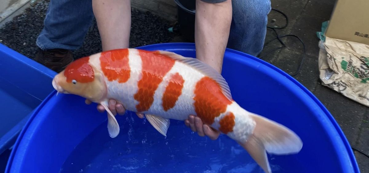 kohaku van johan