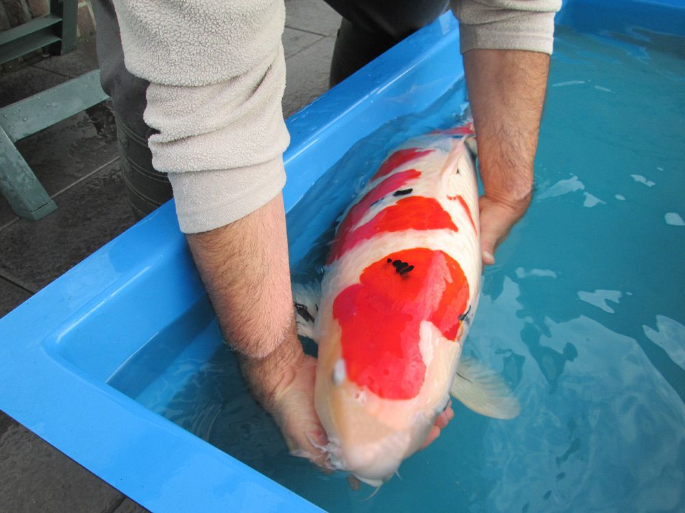 sanke sakai