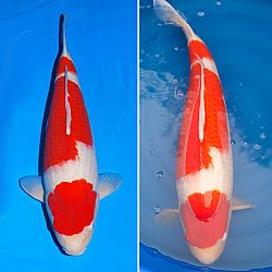 2 Kohaku, 2 nieuwe projecten: afbeelding 1