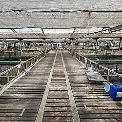 2de dag auction bij Sakai Fish Farm: afbeelding 3