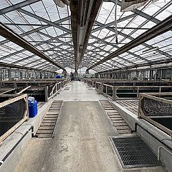 2de dag auction bij Sakai Fish Farm: afbeelding 7