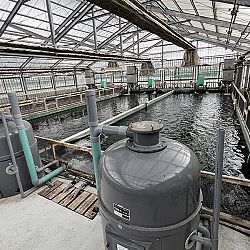 2de dag auction bij Sakai Fish Farm: afbeelding 8