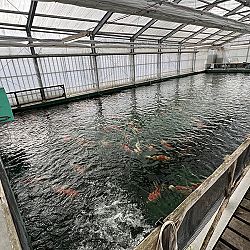 2de dag auction bij Sakai Fish Farm: afbeelding 9