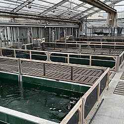 2de dag auction bij Sakai Fish Farm: afbeelding 10