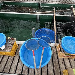 2de dag auction bij Sakai Fish Farm: afbeelding 11