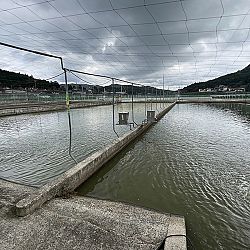 2de dag auction bij Sakai Fish Farm: afbeelding 12