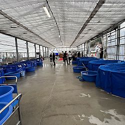 2de dag auction bij Sakai Fish Farm: afbeelding 14