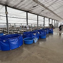 2de dag auction bij Sakai Fish Farm: afbeelding 15