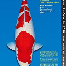375 koi op de R-collectie bij Narita: afbeelding 1