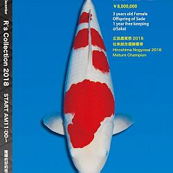 375 koi op de R-collectie bij Narita: afbeelding 2