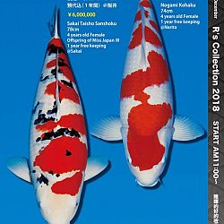 375 koi op de R-collectie bij Narita: afbeelding 3