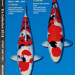 375 koi op de R-collectie bij Narita: afbeelding 4
