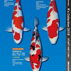 375 koi op de R-collectie bij Narita: afbeelding 5