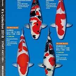 375 koi op de R-collectie bij Narita: afbeelding 6